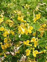 Coronille des jardins, Hippocrepis emerus subsp Emerus, (fam Leguminosae) (Europe sud et centre) (2) (Photo F. Mrugala)